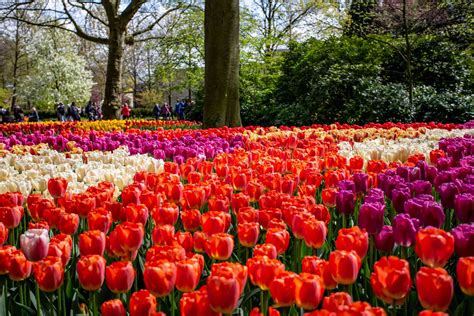 Guide to Seeing the Tulips Near Amsterdam