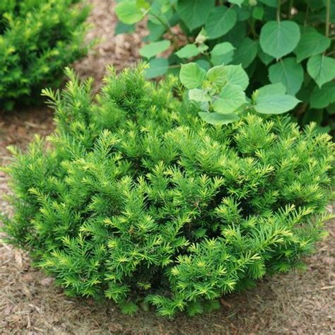 15 Small Evergreen Shrubs for Your Garden | Garden Design