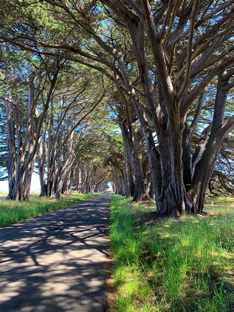 Cypress Tree Tunnel At Point Reyes National Seashore