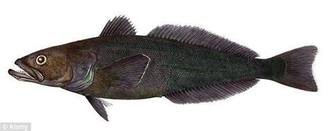 Patagonian toothfish - Alchetron, The Free Social Encyclopedia