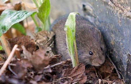 Meadow Vole Species Profile, Alaska Department of Fish and Game