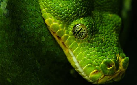 Head Eye From Near Large Green Anaconda Hd Wallpaper #4K #wallpaper #hdwallpaper #desktop ...