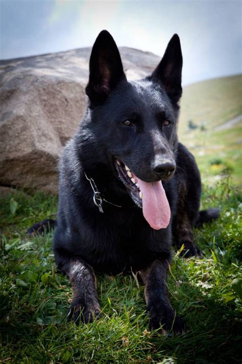 7 Things You Didn’t Know About The Black German Shepherd - Animalso