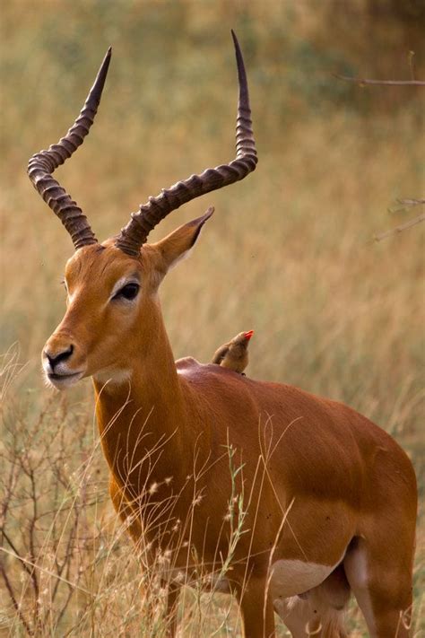 100+ ideas to try about Gazelle | Tanzania, Deserts and Habitats