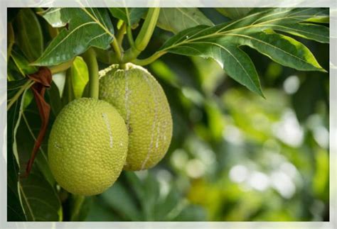 Jackfruit Tree: Plant Care and Growth - Al Ardh Alkhadra