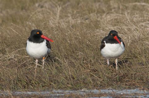 American Oystercatcher | Audubon North Carolina