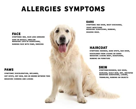 Dog Allergic Reaction To Medicine Symptoms at June Petrie blog