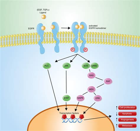 Understanding the EGFR mutation aids the fight against lung cancer ...