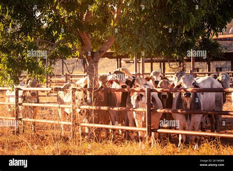 White bulls in the yards on a remote cattle station in Northern ...