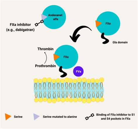 What is andexanet alfa? • The Blood Project