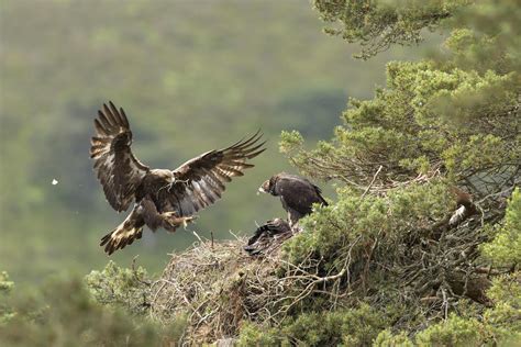 First golden eagle in four decades for Highlands estate | Discover Animals