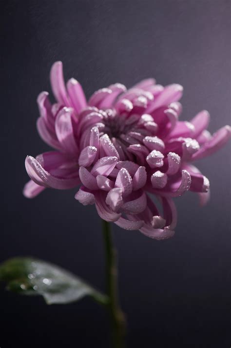 pink chrysanthemum on Behance