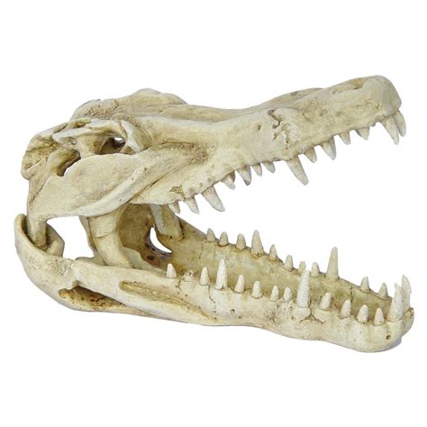 Crocodile Skeleton Facts - Crocodile