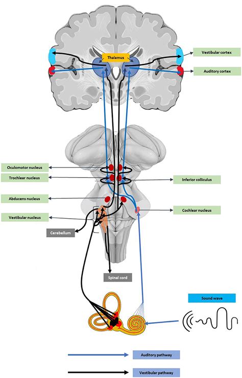 Vestibular Nerve Pathway