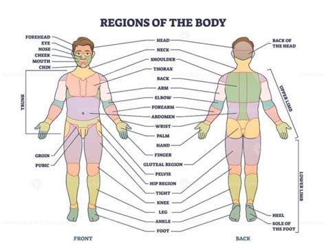 Regions of human body as front or back parts description tiny person concept - VectorMine