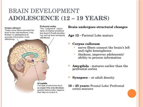 Briefly Describe The Brain Changes That Occur In Adolescence - BRAINLYVI