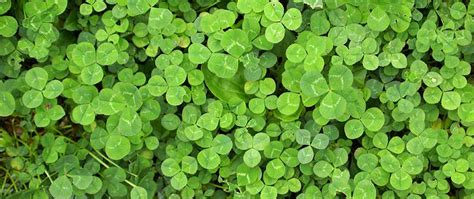 Why Do Clovers Grow in Your Yard? | Patriot Lawn and Landscape Blog