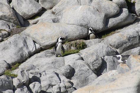 Penguins Breeding at New Colony: A World-First For African Penguins