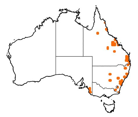 Identifying Timor or rusa deer (Cervus timorensis) - PestSmart