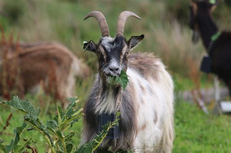 Conservation Grazing - The Old Irish Goat