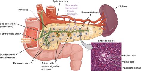 The Endocrine Pancreas | Anatomy and Physiology II