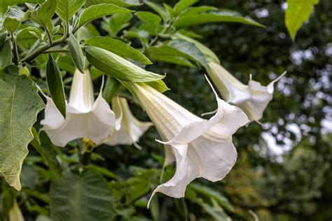 Brugmansia 'Double White' Angel's Trumpet 6" Pot - Hello Hello Plants ...