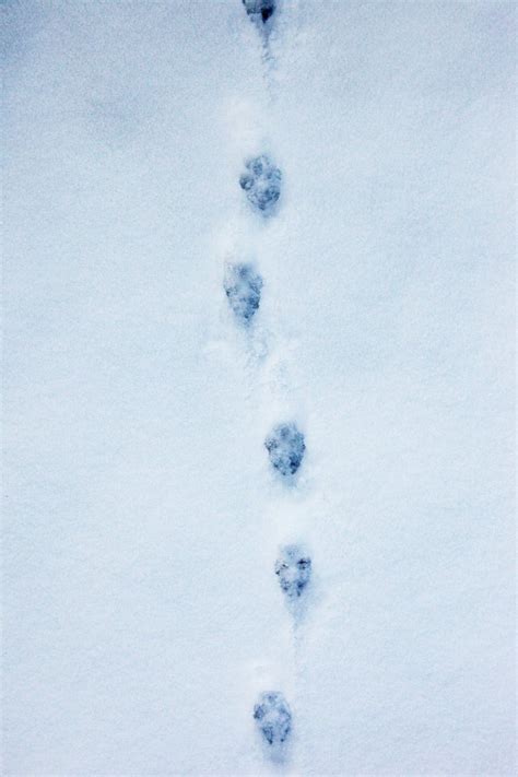 Animal Tracks in Snow: How to Recognize Critters’ Prints - Backpacker