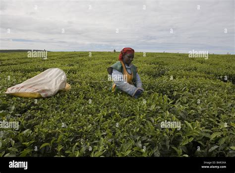 Tea plantation, Kericho, Kenya Stock Photo - Alamy