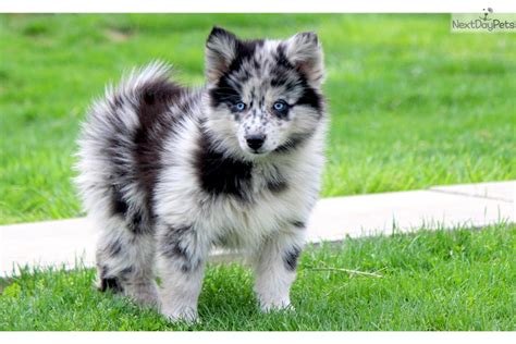 Stewey: Pomsky puppy for sale near Lancaster, Pennsylvania | ef0b492b-db51