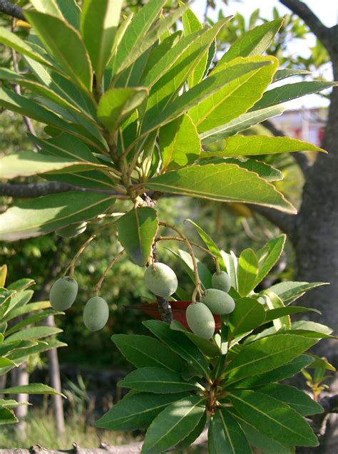 File:Elaeocarpus sylvestris4.jpg - Wikimedia Commons