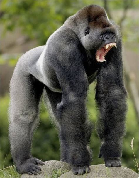 A powerful silverback lowland gorilla—not someone you want to argue with. Wild males weigh 135 ...