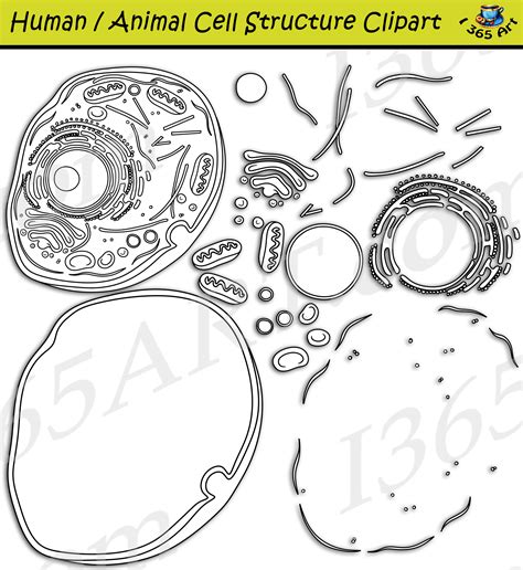 Human Cell Structure Clipart Set Download - Clipart 4 School