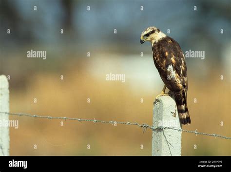 Laughing falcon (Herpetotheres cachinnans), Laughing Goshawk, Laughing ...