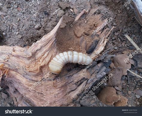 245 Wood Boring Beetle Larvae Images, Stock Photos, 3D objects ...