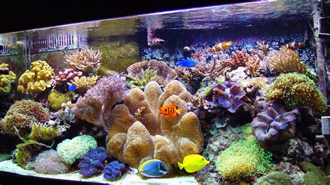 6 Tips Membuat Aquarium Air Laut Untuk Pemula | QHOMEMART