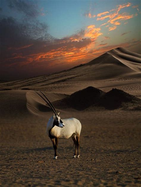 Dubai Desert Conservation Reserve: Dubai's first national park - Lonely Planet | Arabian oryx ...