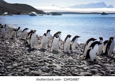 1,265 March Penguins Images, Stock Photos & Vectors | Shutterstock