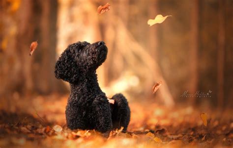 Poodle Wallpapers - Top Free Poodle Backgrounds - WallpaperAccess