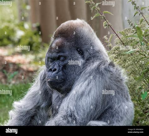 Mountain Gorilla sleeping Stock Photo - Alamy