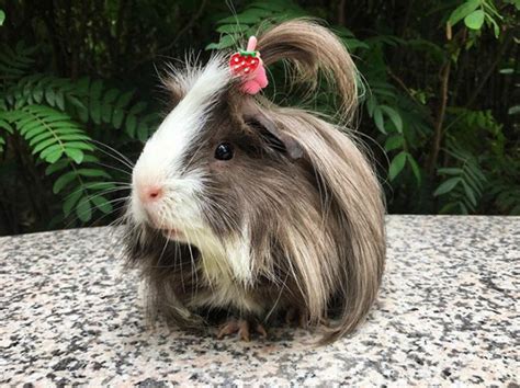 60 Guinea pigs having a fantastic hair day