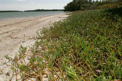 Free picture: plants, growing, high, white sand, beach