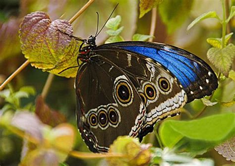 Not that I'm a special fan of butterflies, but this kind, the Morpho Blue Butterfly, I hold very ...