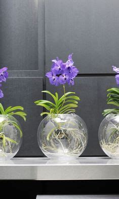 330 Semi-hydroponics and water culture ideas | hydroponics, orchids, orchid care