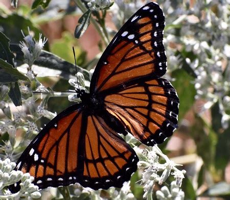 Butterfly Predators-From Birds to Insects