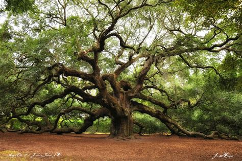 know it: The Angel Oak Tree