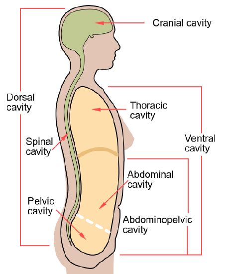 10.5: Human Body Cavities - Biology LibreTexts | Human body anatomy ...