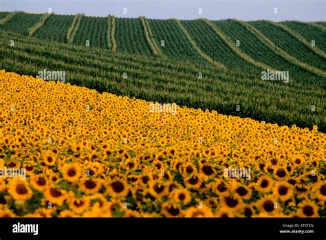 Mixed farming in limagne. Auvergne. France Stock Photo - Alamy