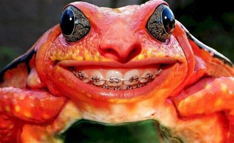 Frog Teeth Braces Wallpapers - 1024x629 - 94824