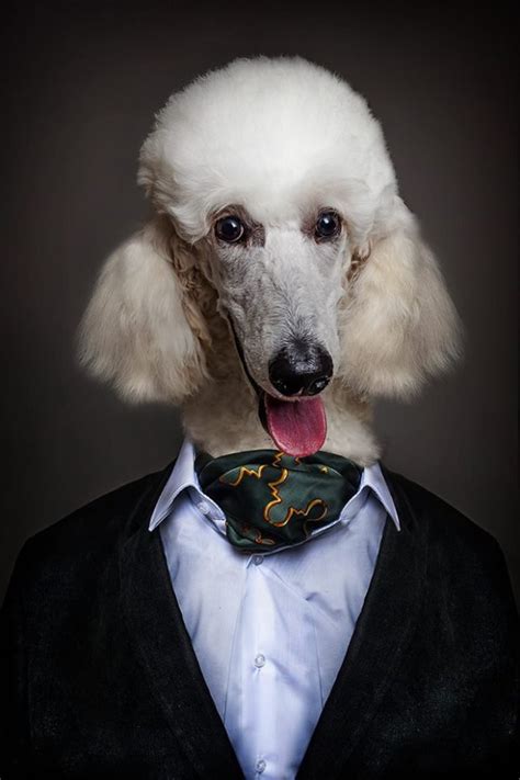 14 Photos Of Dogs Dressed In Human Clothing Based On Their Personalities - I Can Has Cheezburger?