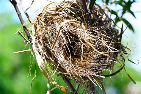 |英汉-汉英词典 bird nest是什么意思_bird 